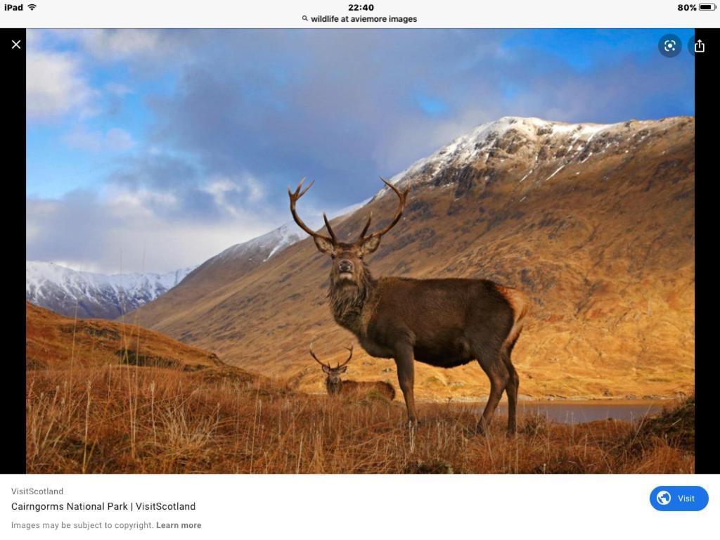 The Monarch Lodge ,Aviemore Holiday Park Экстерьер фото